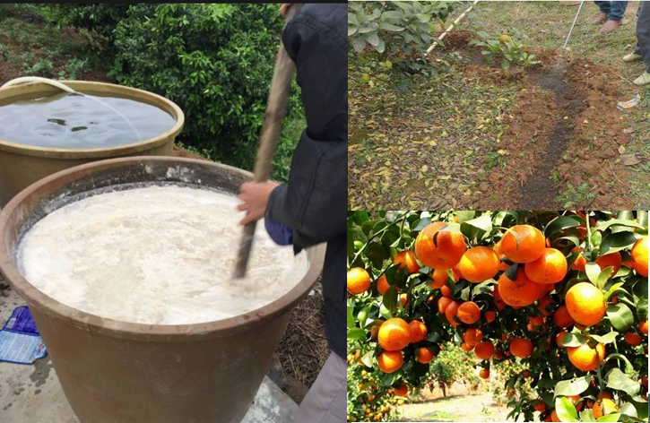 高級(jí)果蔬水肥快速發(fā)酵劑，水肥專業(yè)發(fā)酵劑，砂糖桔等高級(jí)水果專業(yè)快速肥料發(fā)酵劑